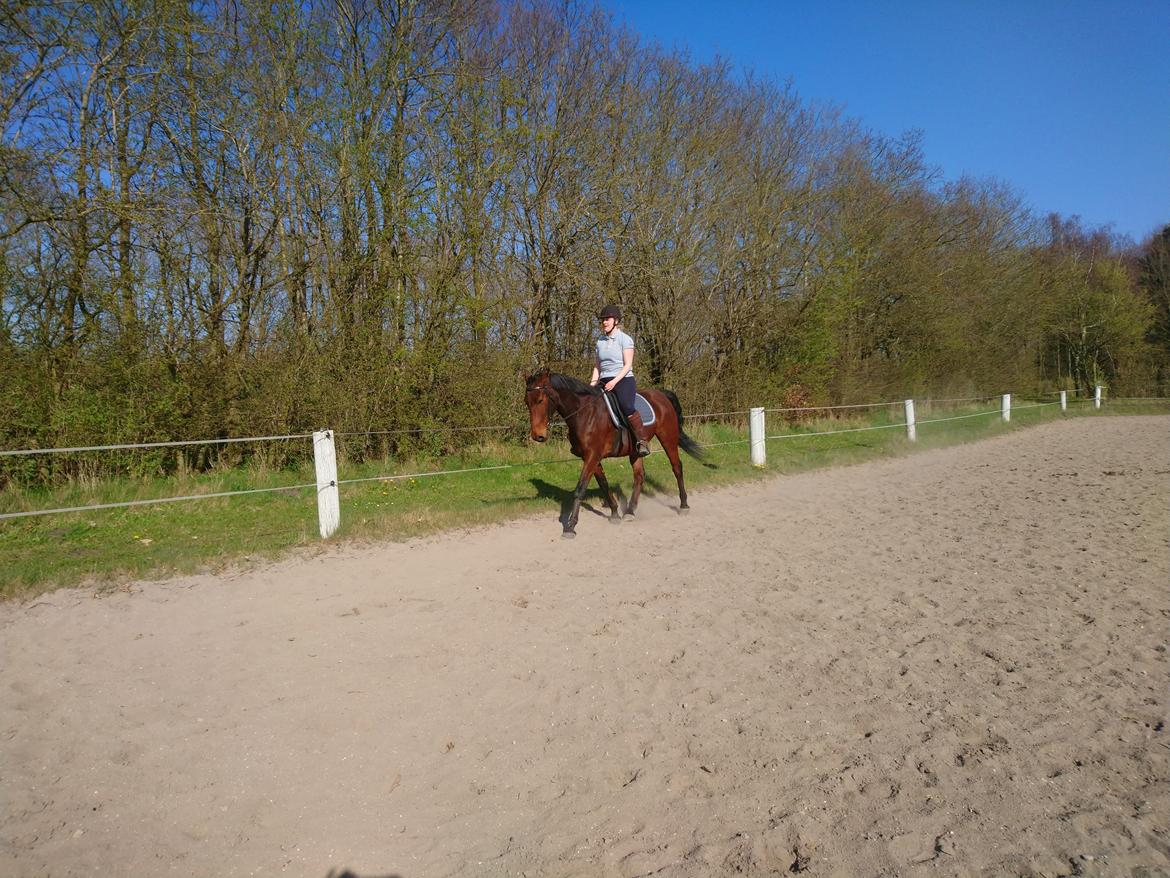 Anden særlig race Gniden (Tops) - Dressurhest slut april 2021 billede 3