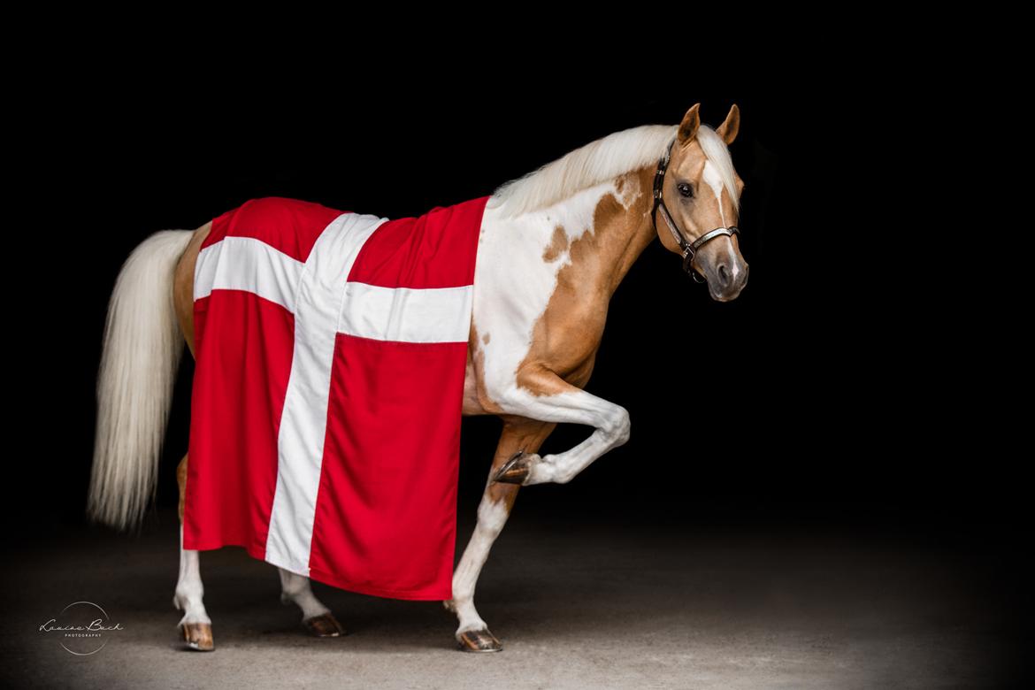 Pinto Araber Painted dreamcatcher billede 1