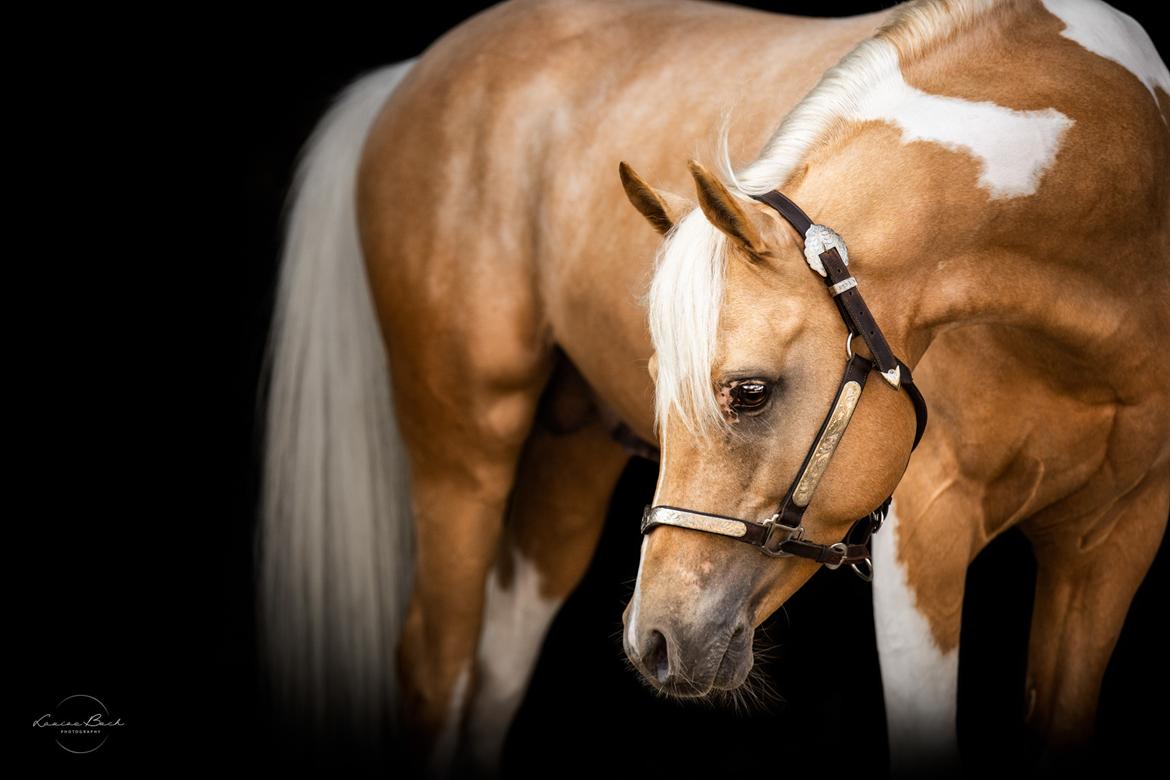 Pinto Araber Painted dreamcatcher billede 2