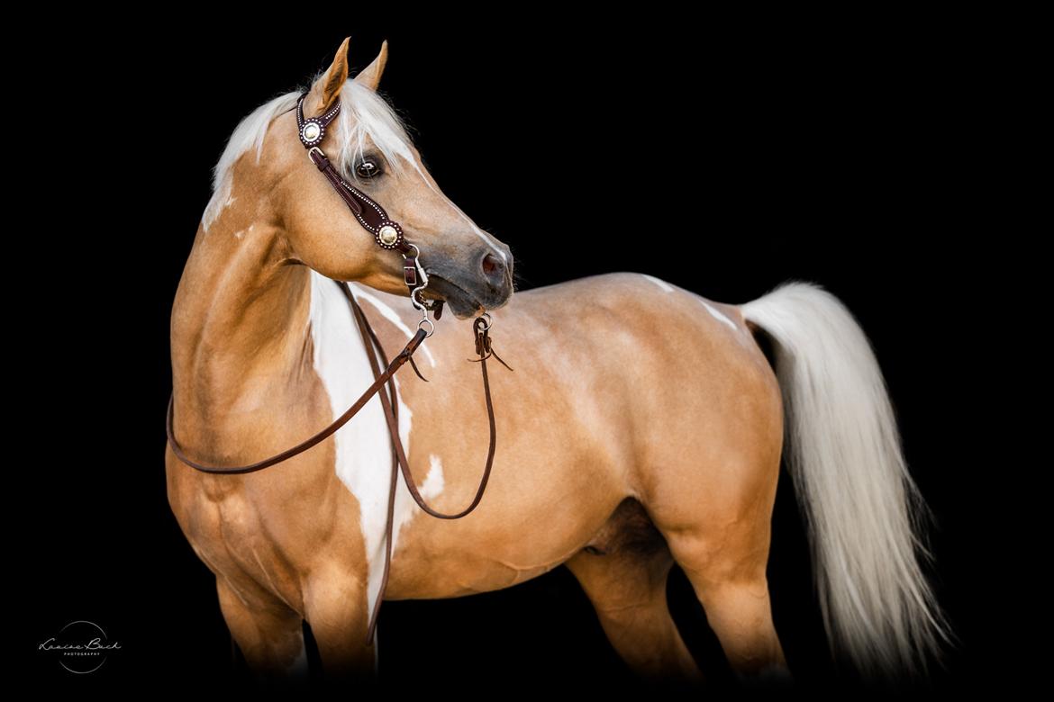 Pinto Araber Painted dreamcatcher billede 3