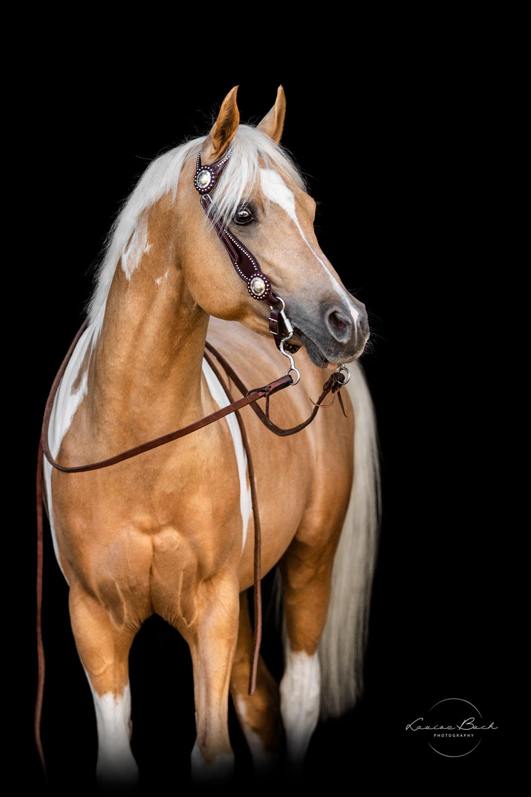 Pinto Araber Painted dreamcatcher billede 4