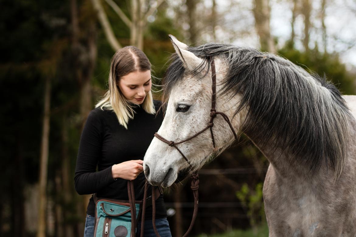 Arabisk fuldblod (OX) Fa Felix OX billede 7