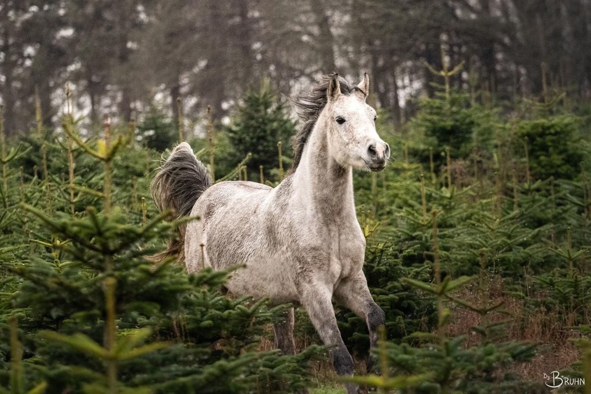 Arabisk fuldblod (OX) Fa Felix OX billede 5