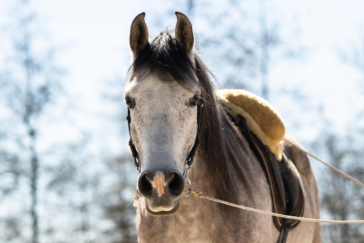 Arabisk fuldblod (OX) Fa Felix OX billede 1