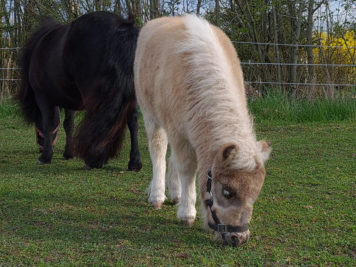 Shetlænder Glory A Bacoon billede 13