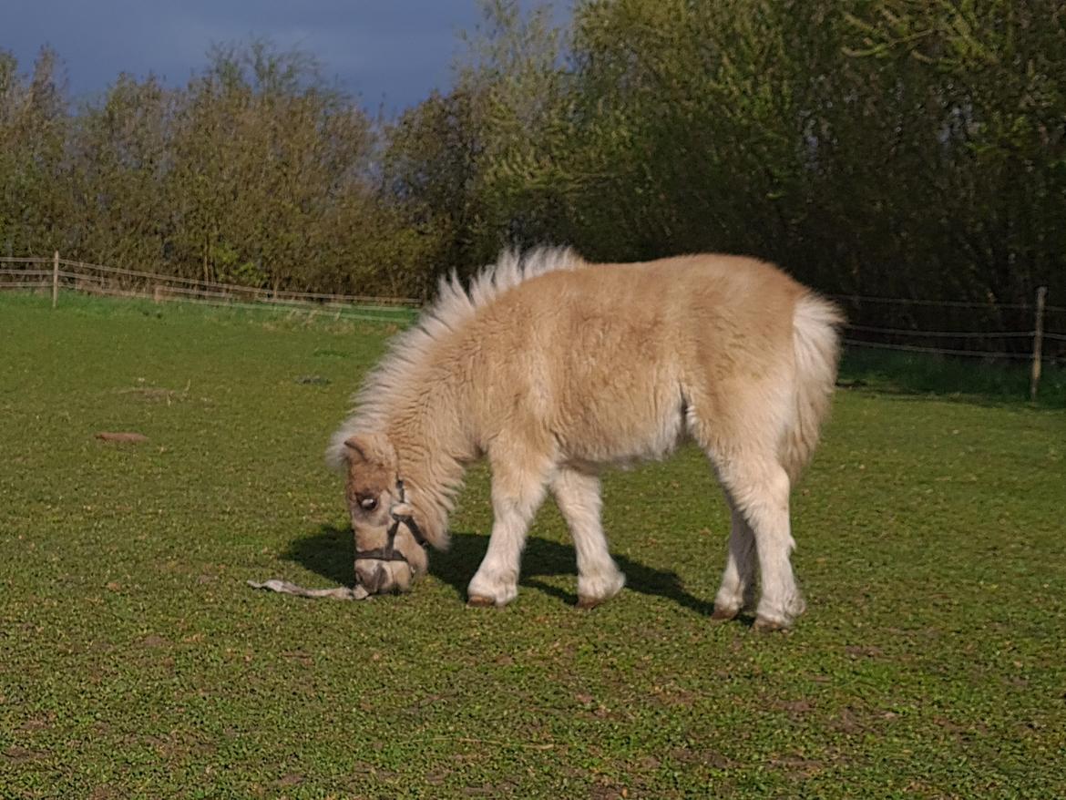 Shetlænder Glory A Bacoon billede 14