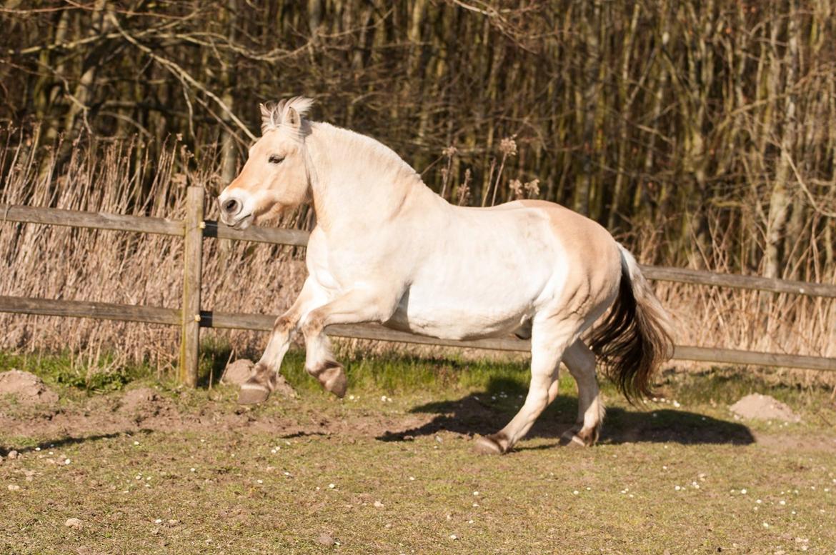 Fjordhest Krølle billede 1