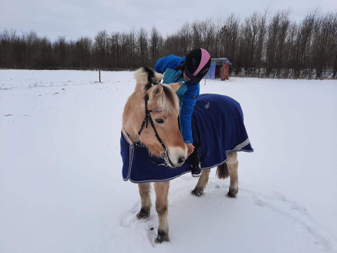 Fjordhest Krølle billede 6
