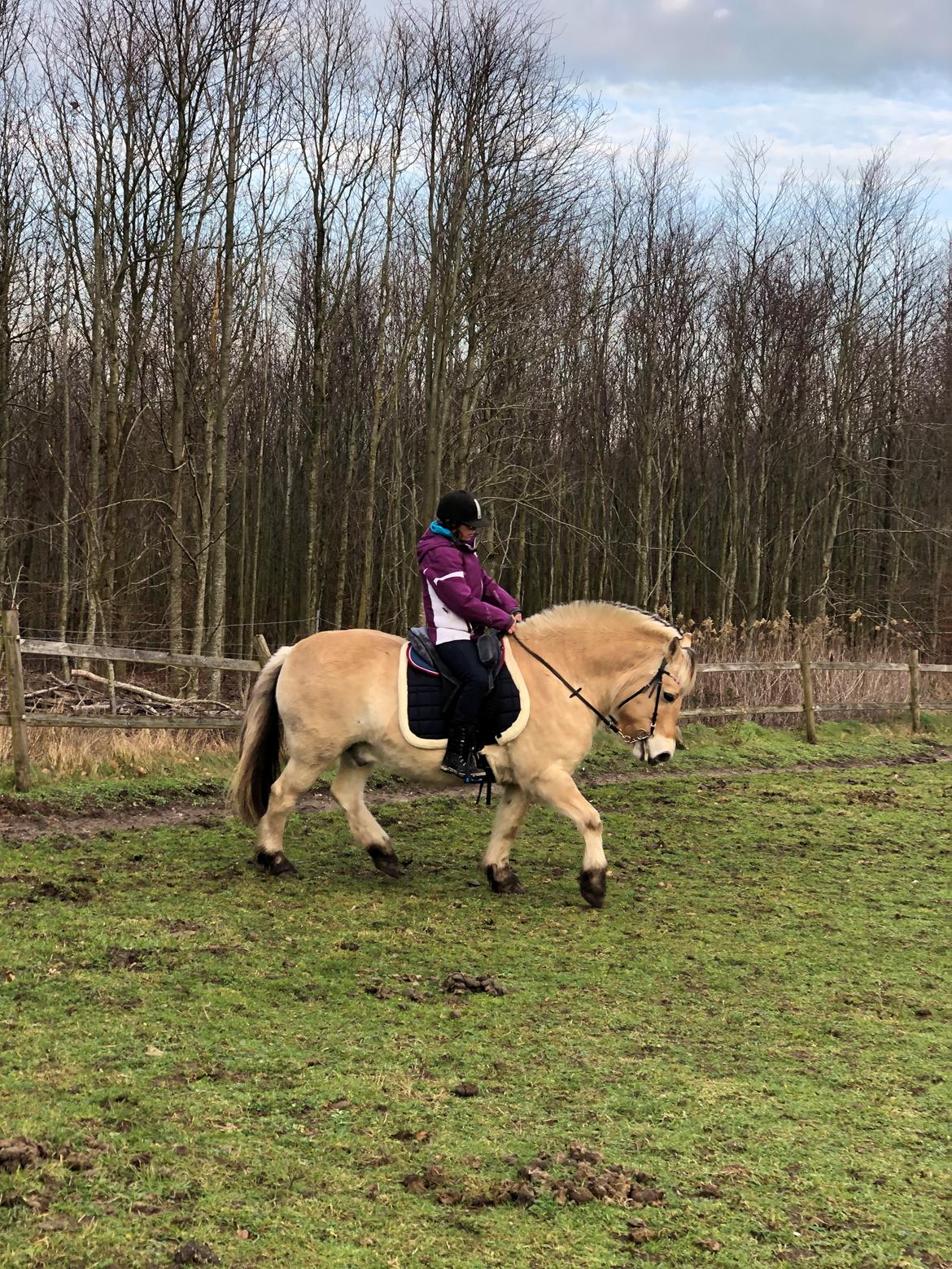 Fjordhest Krølle billede 9