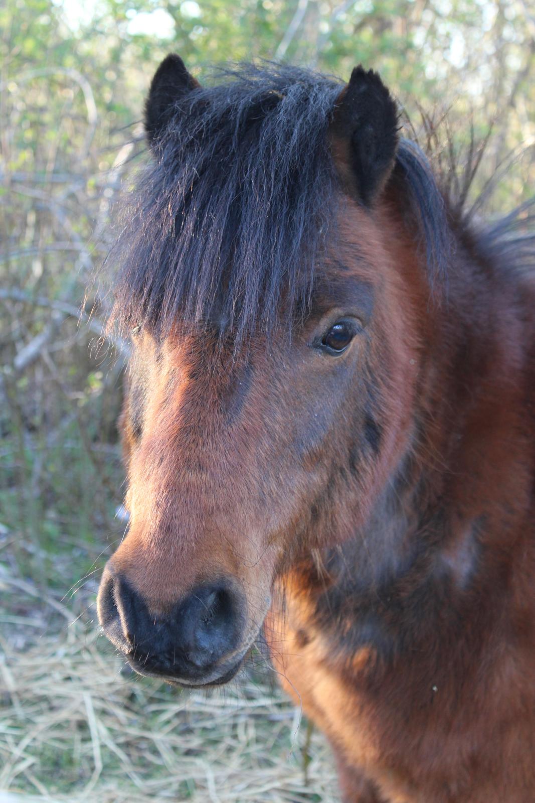 Shetlænder Thor - April 2021 billede 1