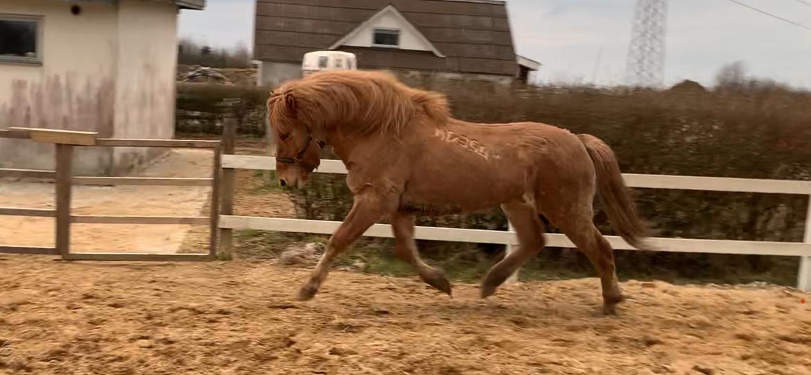 Islænder Elvis frá Bólstað billede 5