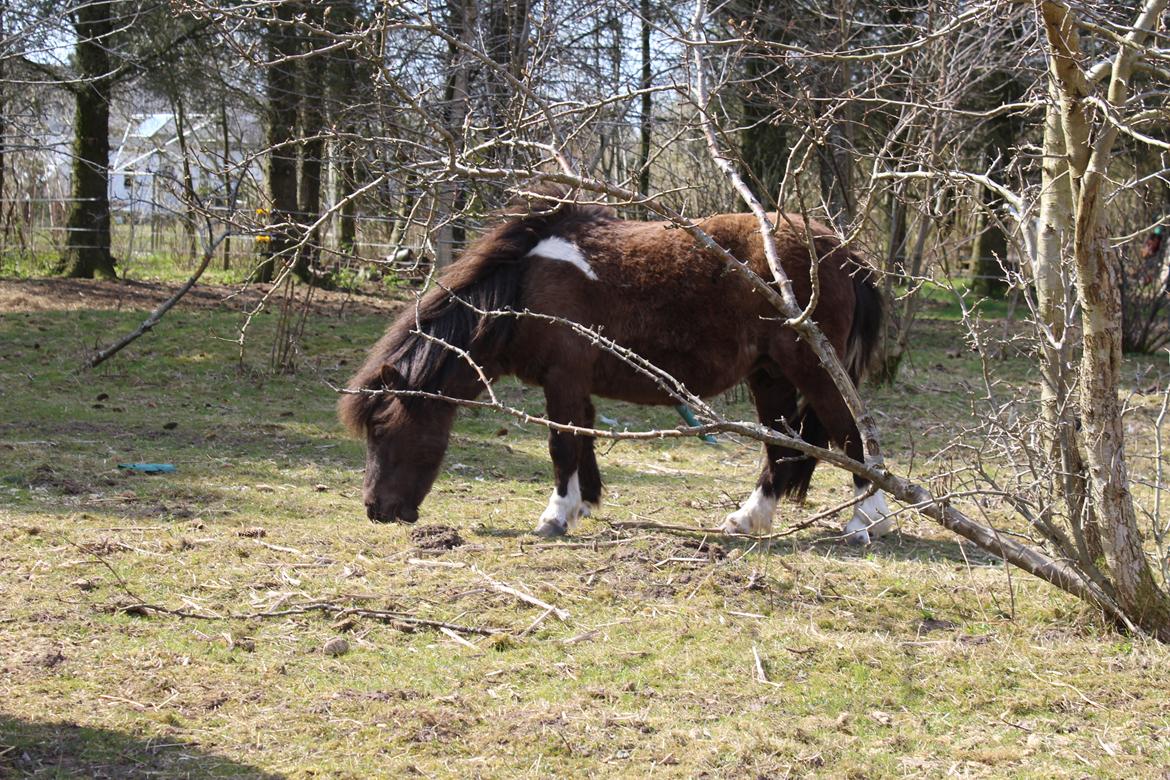 Shetlænder Coco - April 2021 billede 35