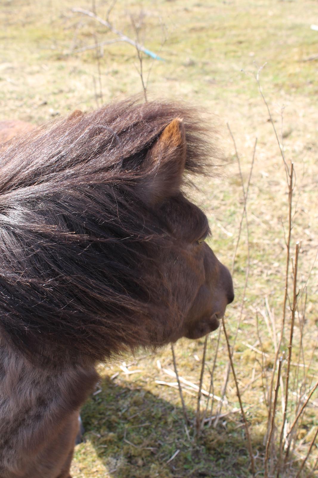 Shetlænder Coco - April 2021 billede 36