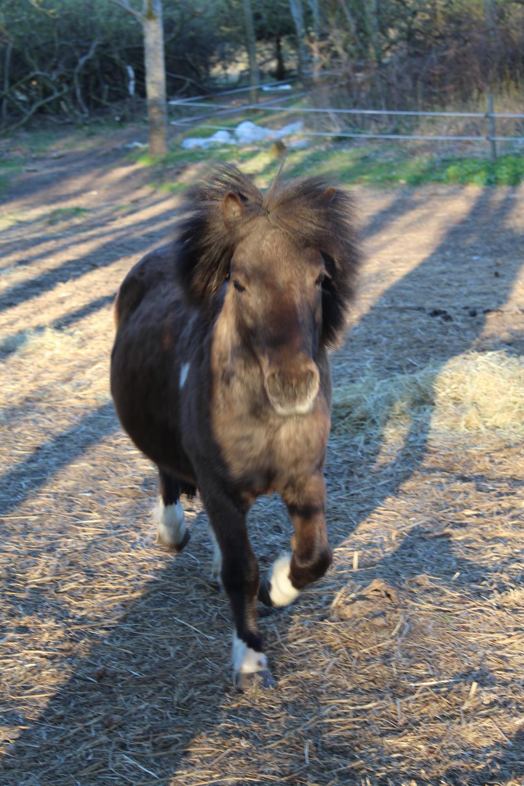 Shetlænder Coco - April 2021 billede 2