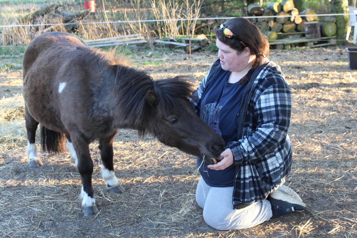 Shetlænder Coco - April 2021 billede 39