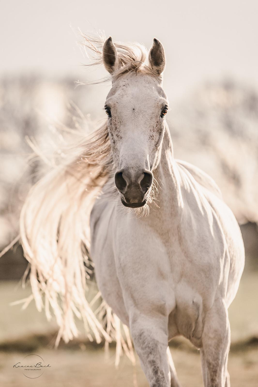 Arabisk fuldblod (OX) Sharifa Bint Jeska <3 *SOLGT* - Foto: Louise Buch photography billede 4