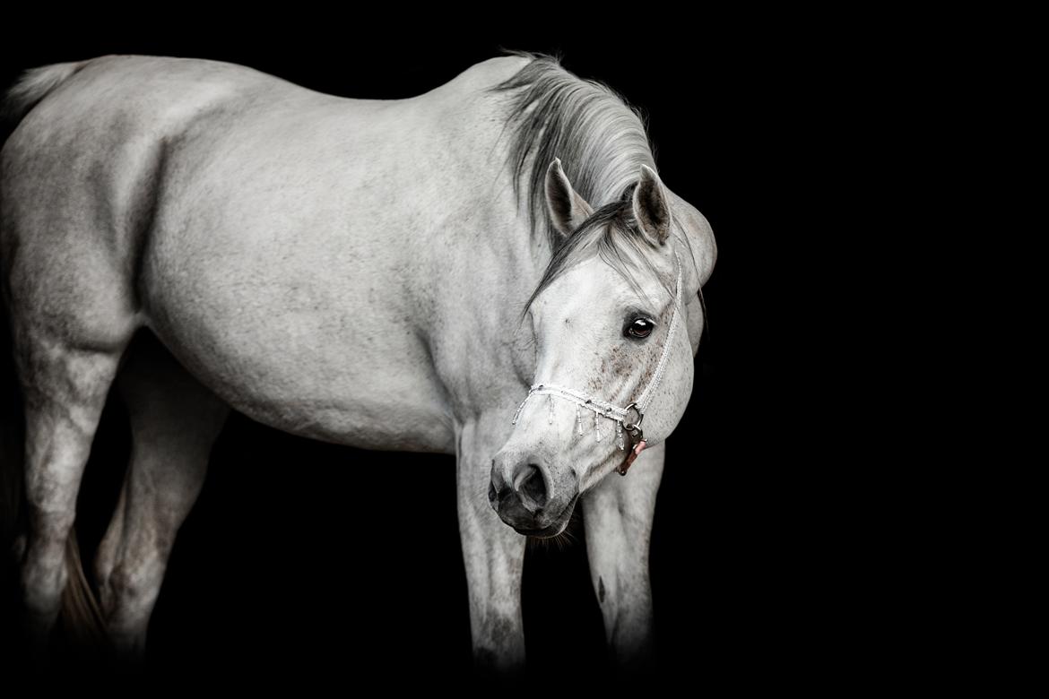 Arabisk fuldblod (OX) Sharifa Bint Jeska <3 *SOLGT* - Foto: Louise Buch photography billede 3