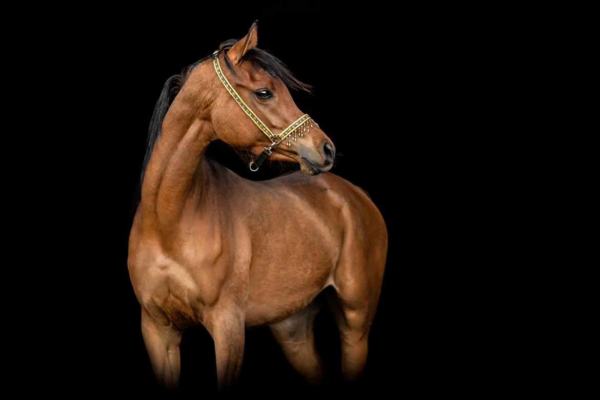 Arabisk fuldblod (OX) Rastox Sedira OX *SOLGT* - Foto: Louise Buch photography billede 3