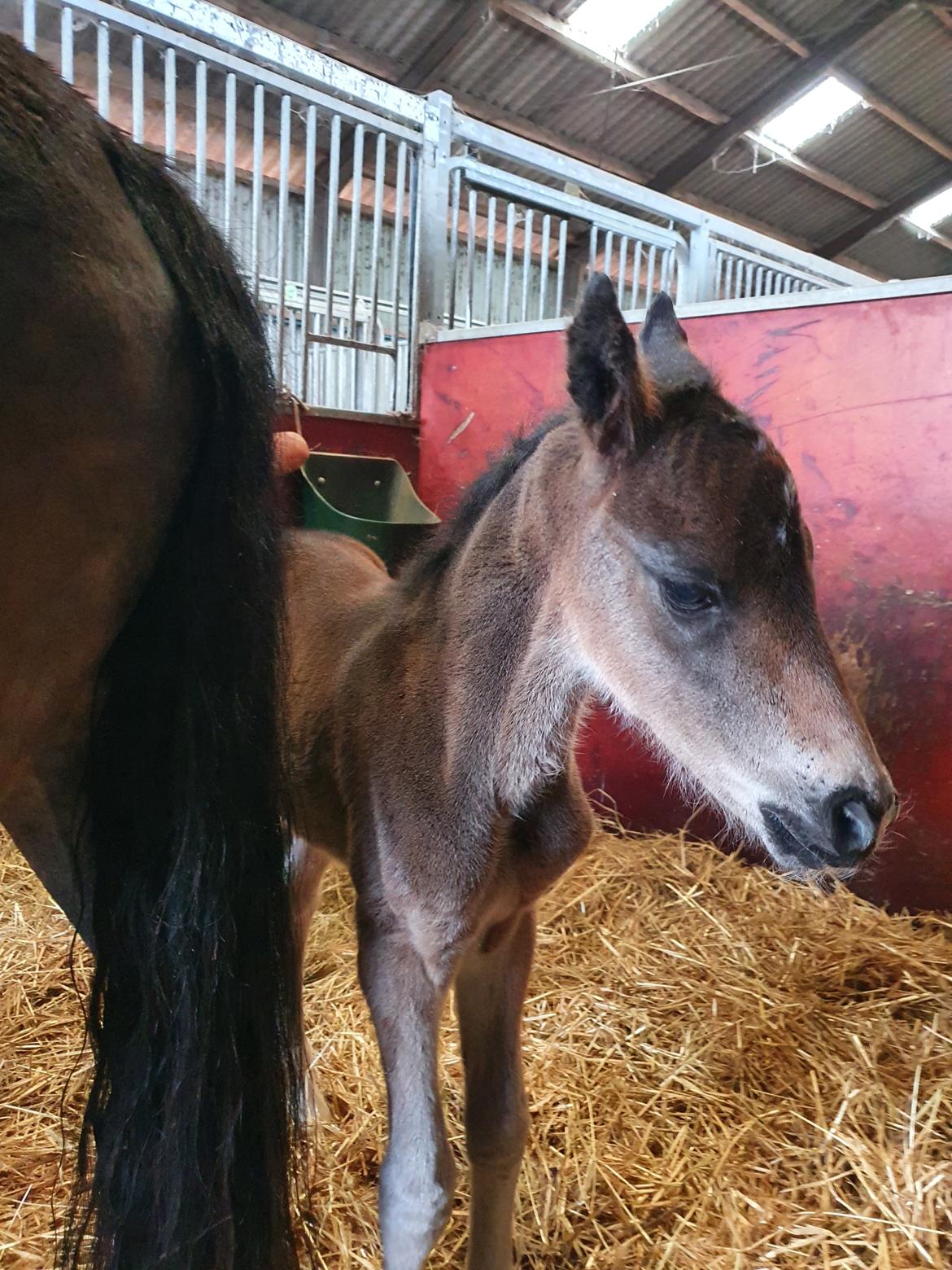 New Forest Harbogaards Wow Its Wiggo billede 12