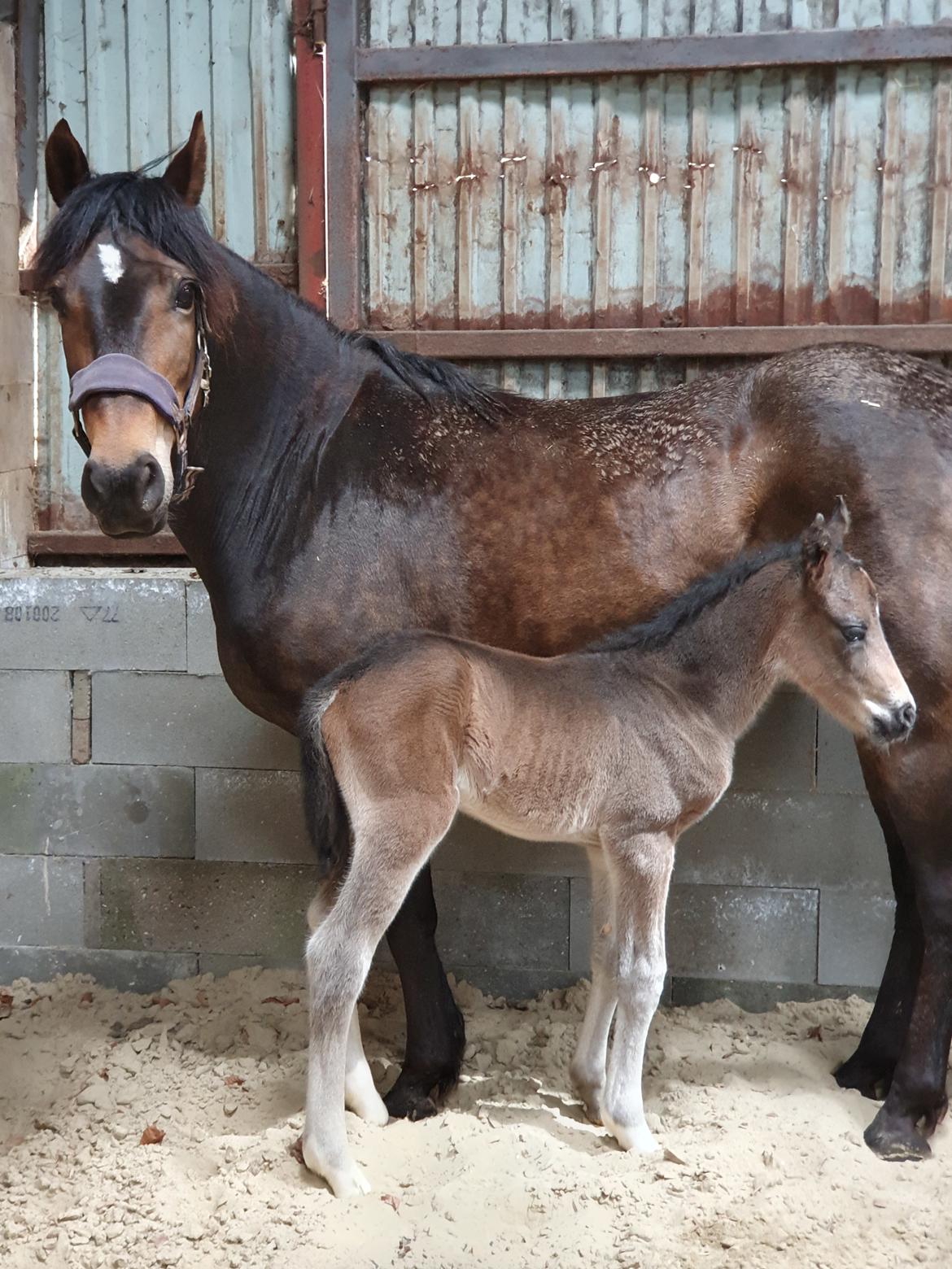 New Forest Harbogaards Wow Its Wiggo billede 6