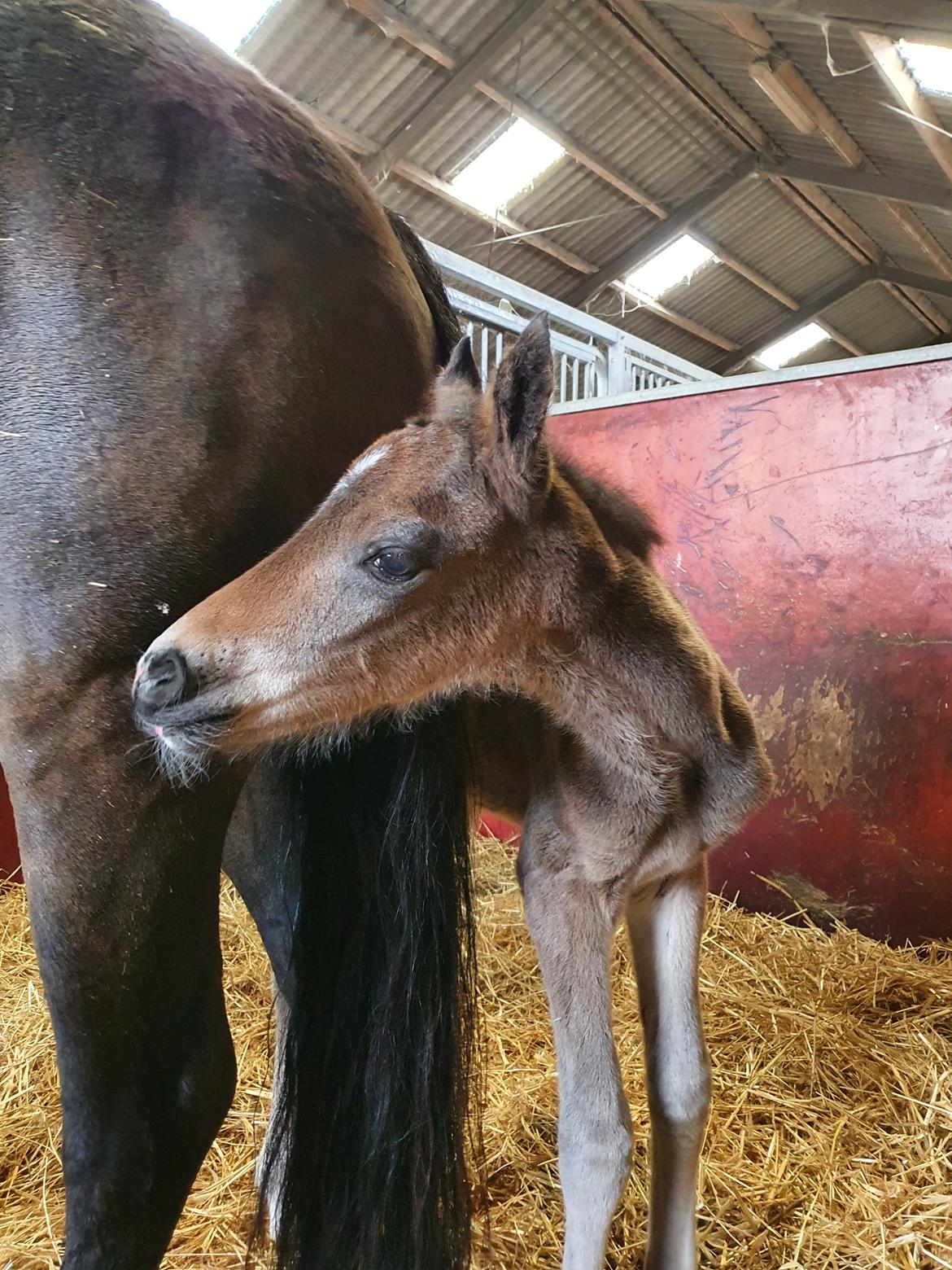 New Forest Harbogaards Wow Its Wiggo billede 11