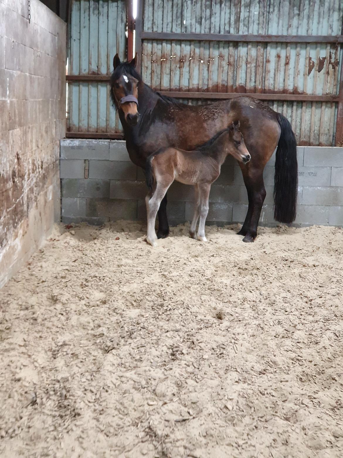 New Forest Harbogaards Wow Its Wiggo billede 7