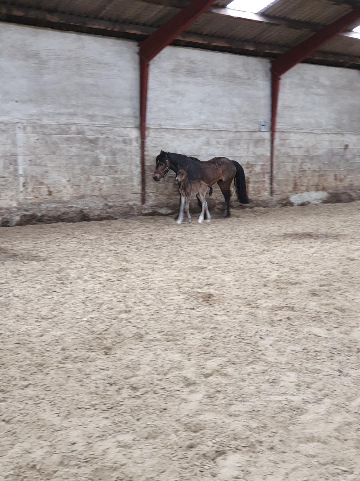 New Forest Harbogaards Wow Its Wiggo billede 2