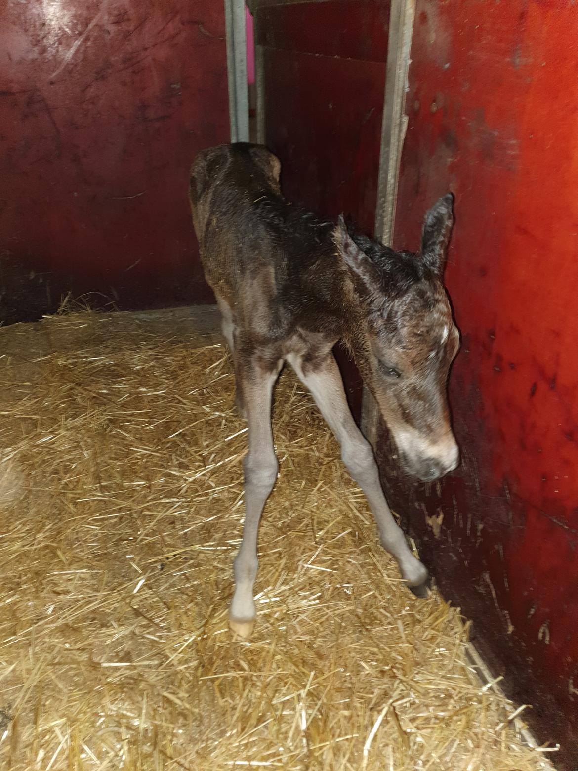 New Forest Harbogaards Wow Its Wiggo billede 13