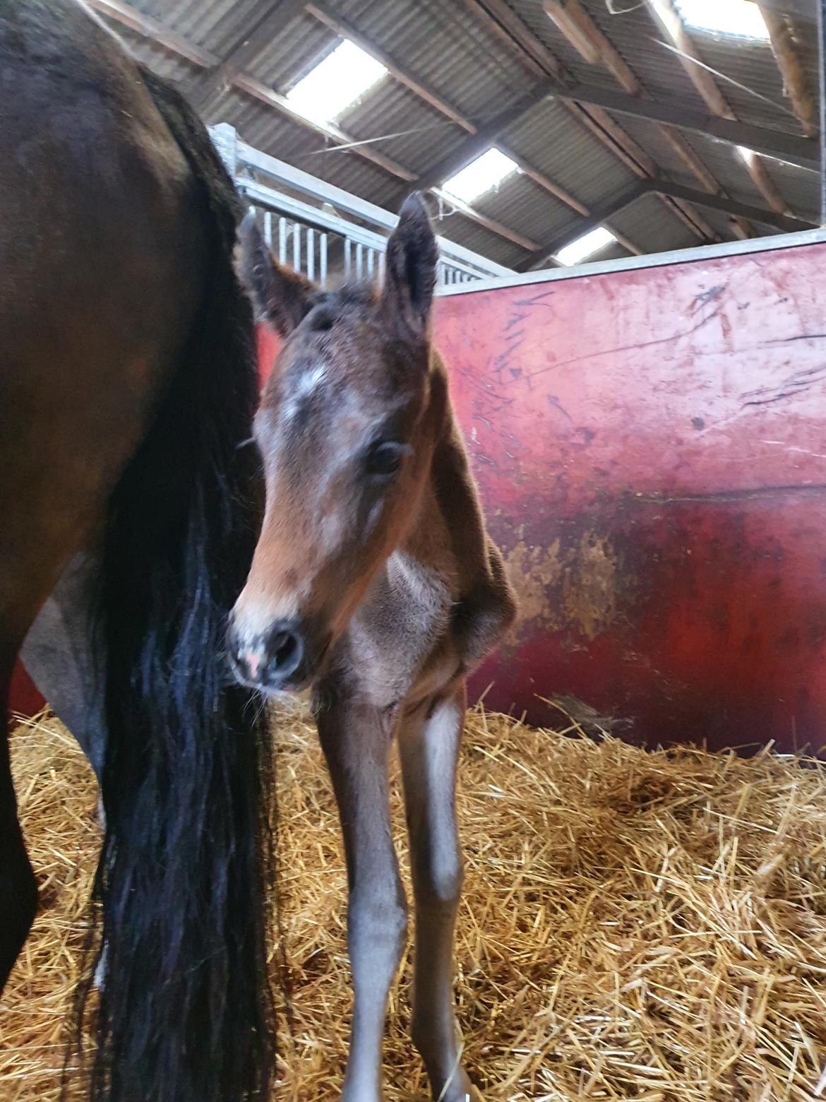 New Forest Harbogaards Wow Its Wiggo billede 1