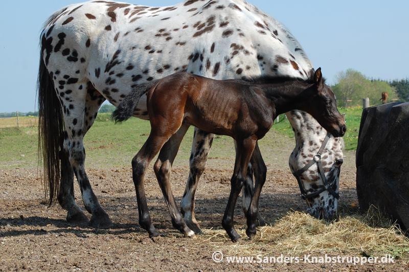 Knabstrupper Sanders Troja billede 15