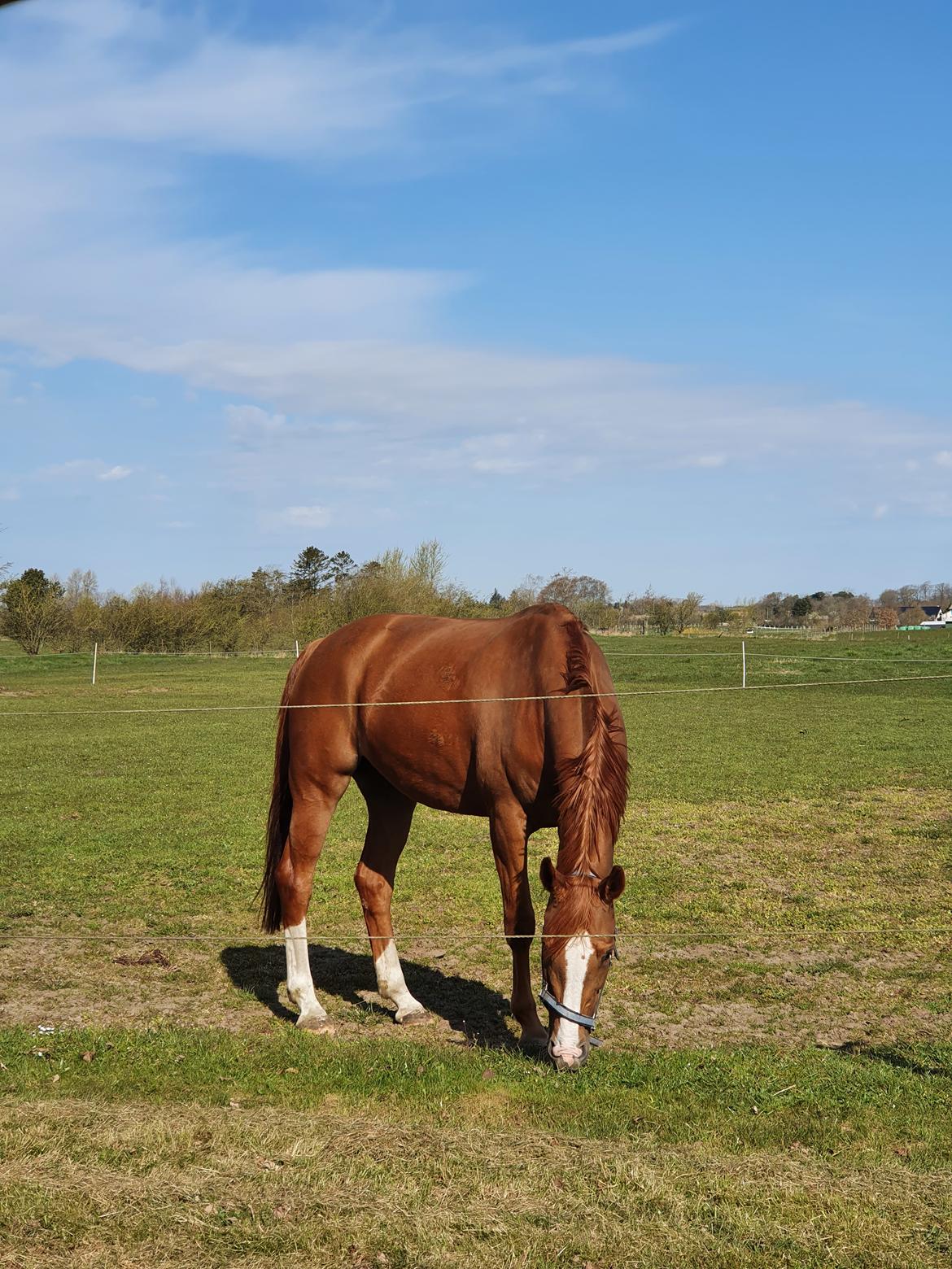Dansk Varmblod Hjælmsbjergs Charona  billede 2