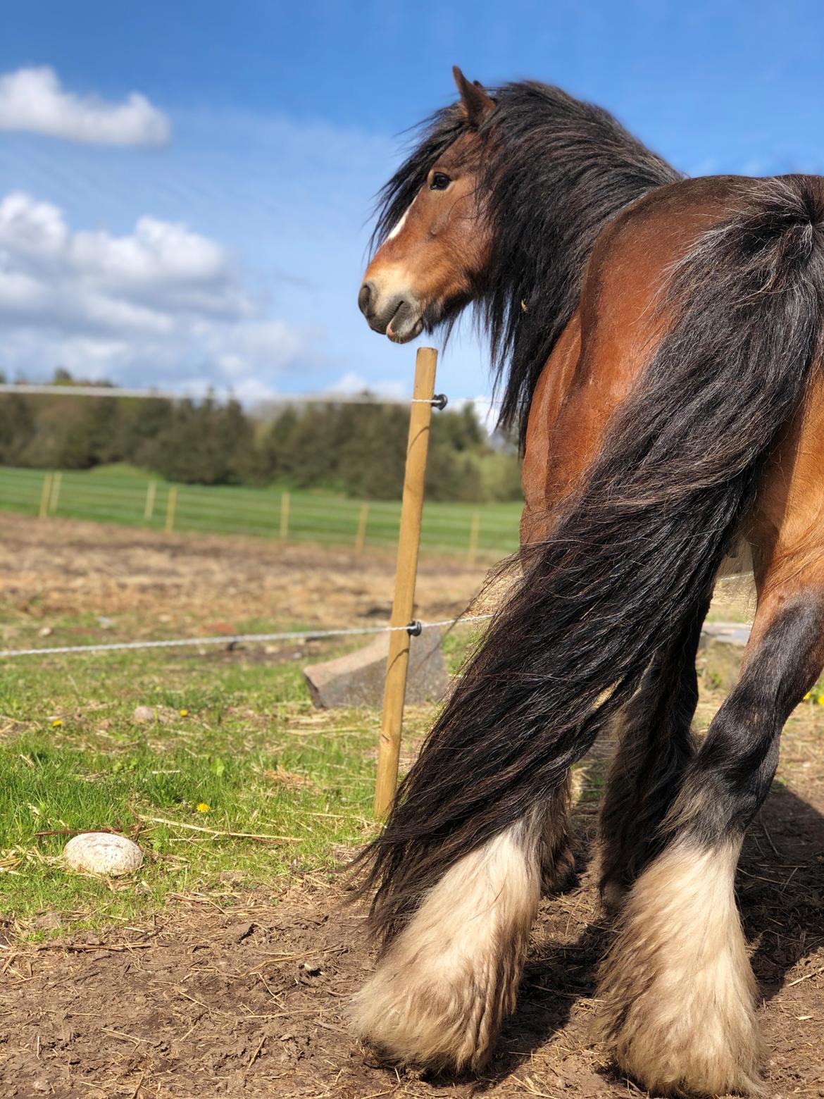 Irish Cob Lærkegaardens Ronan O'Riagain "solgt" billede 2