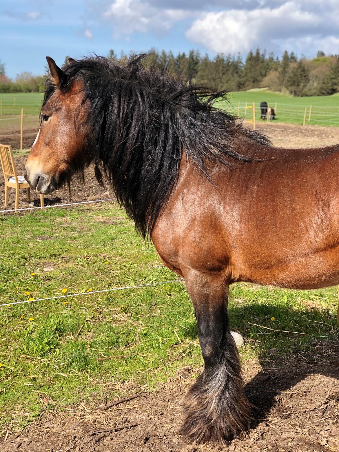 Irish Cob Lærkegaardens Ronan O'Riagain "solgt" billede 1