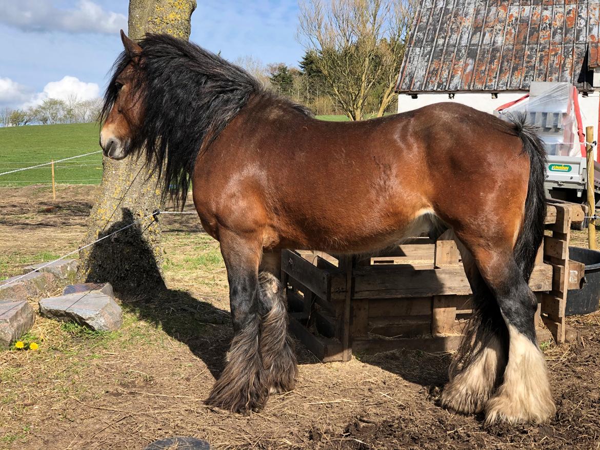 Irish Cob Lærkegaardens Ronan O'Riagain "solgt" billede 3