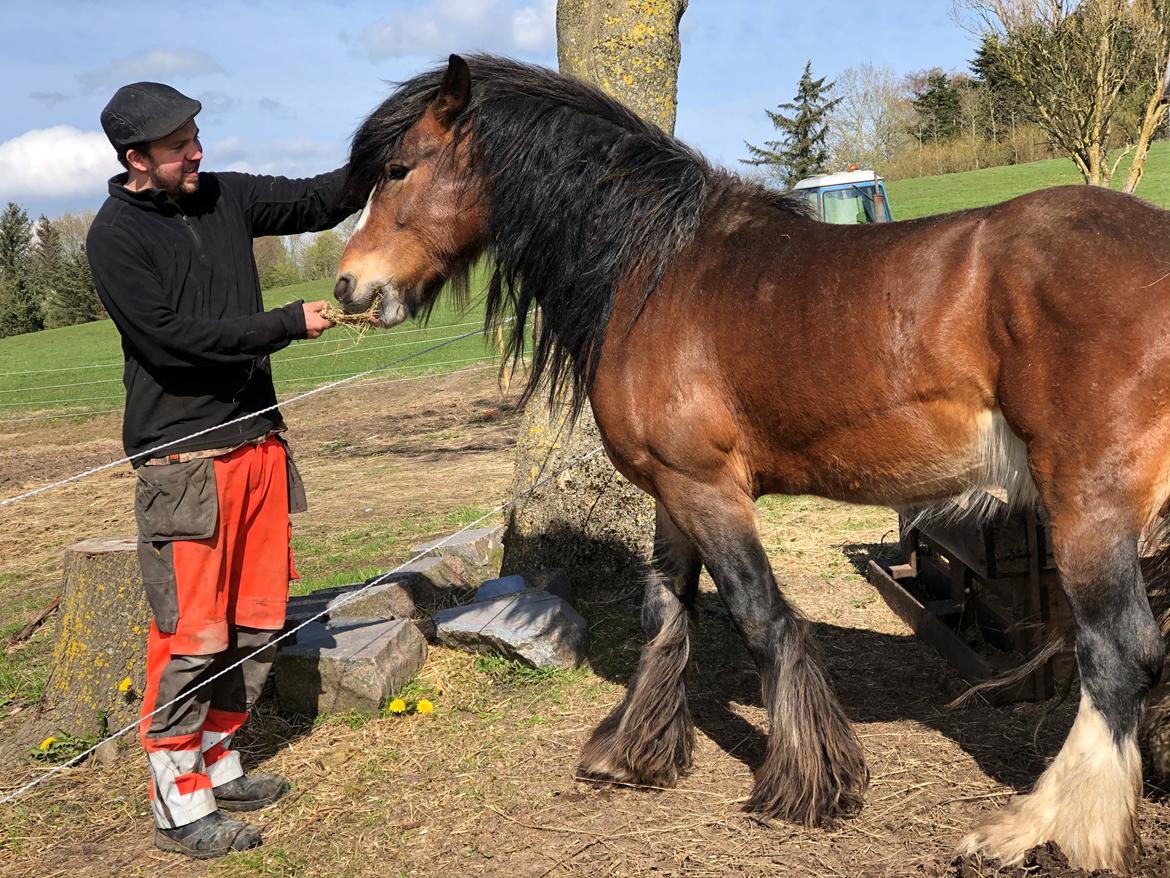 Irish Cob Lærkegaardens Ronan O'Riagain "solgt" billede 4