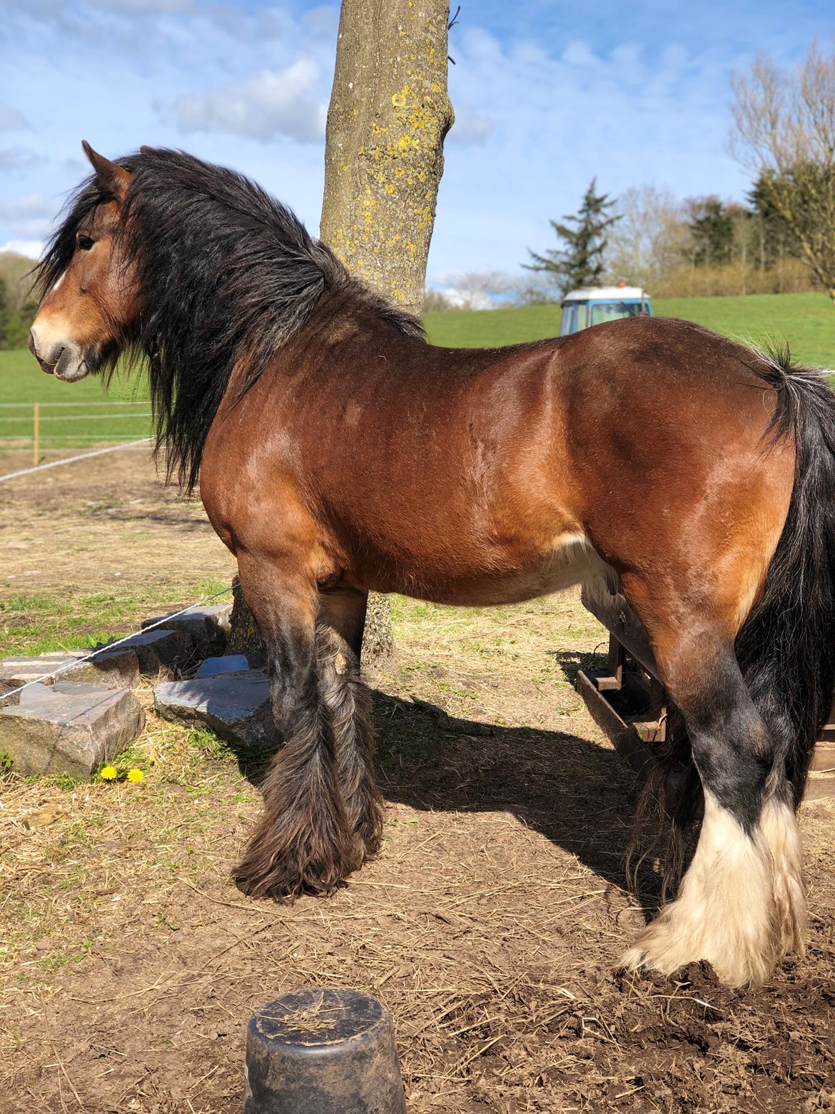 Irish Cob Lærkegaardens Ronan O'Riagain "solgt" billede 5