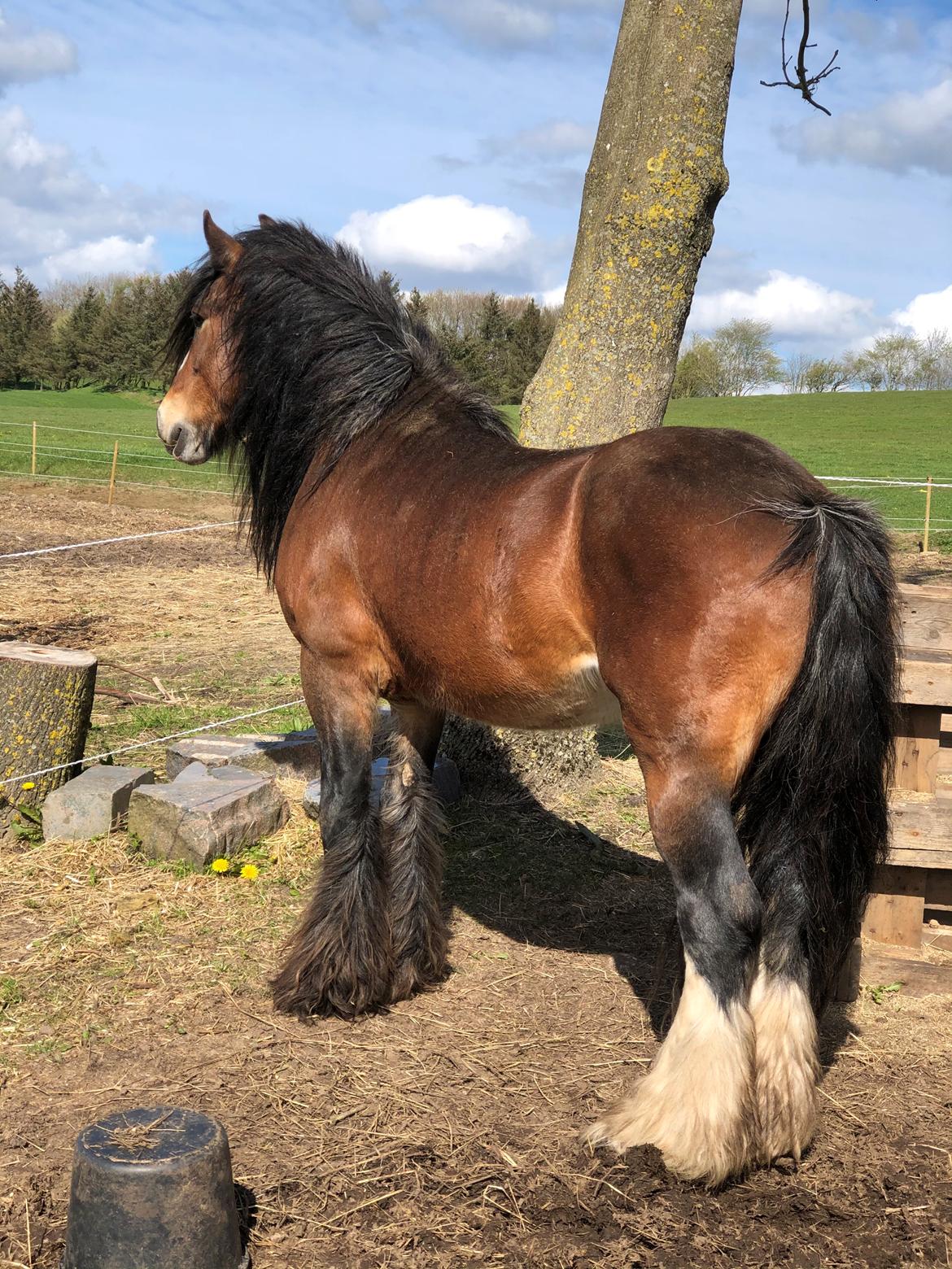 Irish Cob Lærkegaardens Ronan O'Riagain "solgt" billede 6