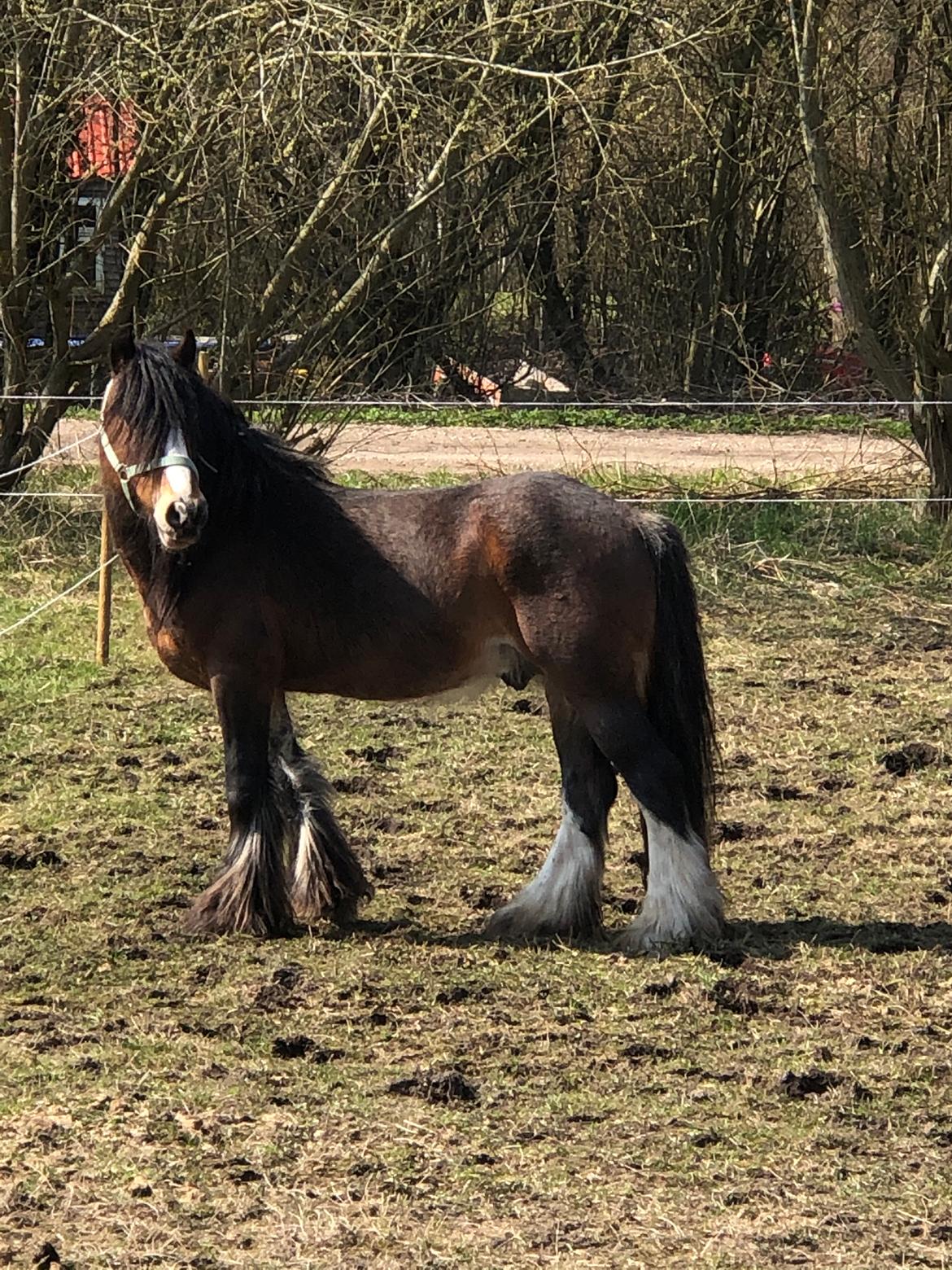 Irish Cob Lærkegaardens Ronan O'Riagain "solgt" billede 8