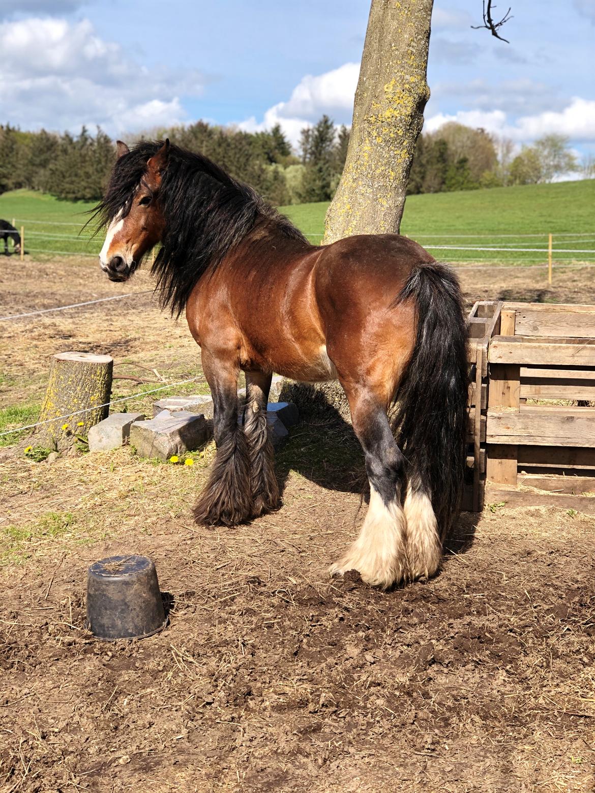 Irish Cob Lærkegaardens Ronan O'Riagain "solgt" billede 7