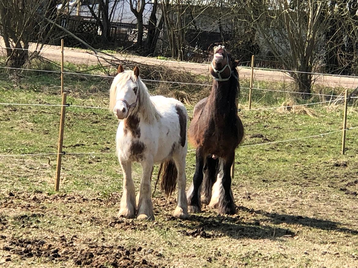 Irish Cob Lærkegaardens Ronan O'Riagain "solgt" billede 9