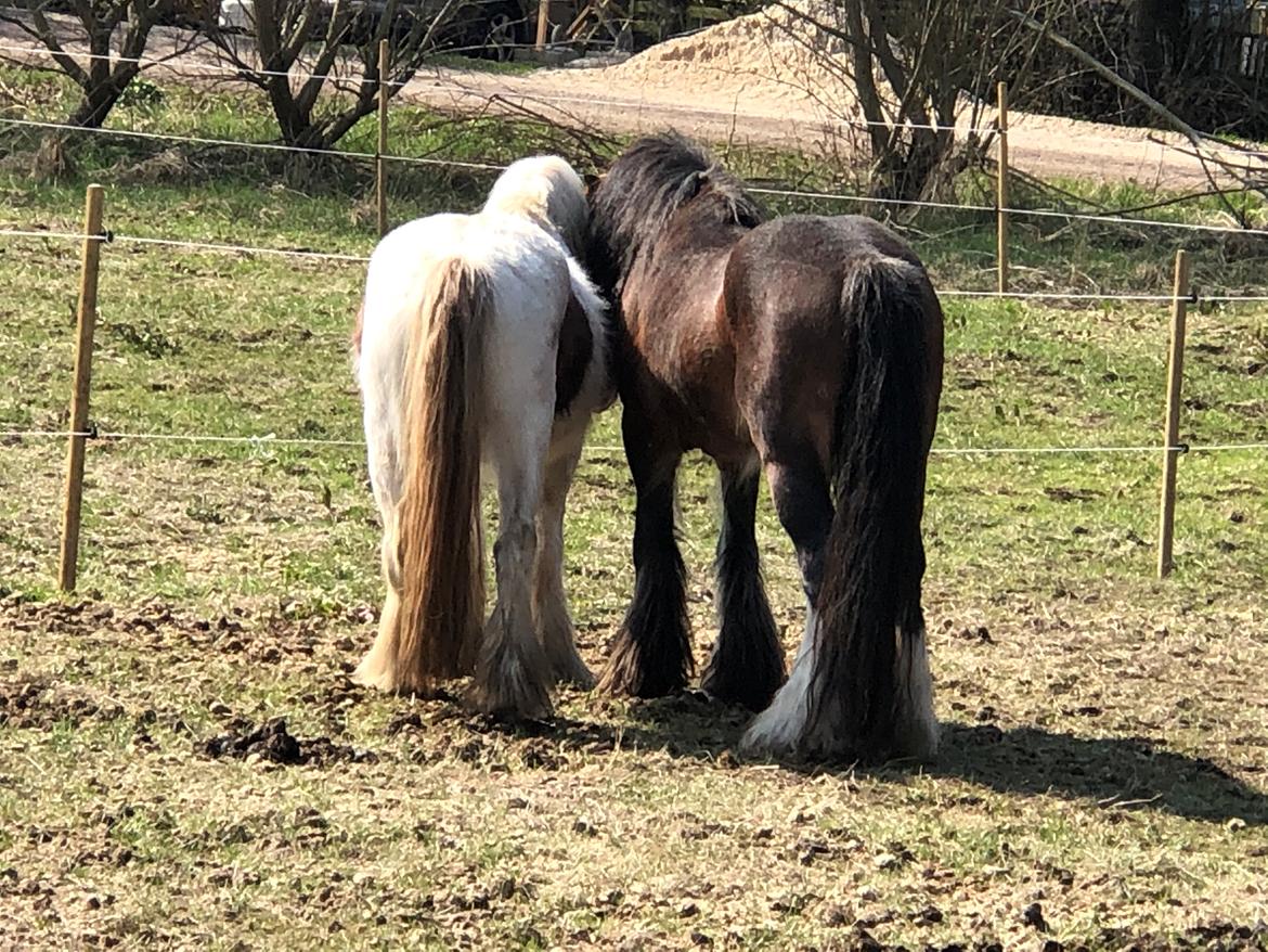 Irish Cob Lærkegaardens Ronan O'Riagain "solgt" billede 10