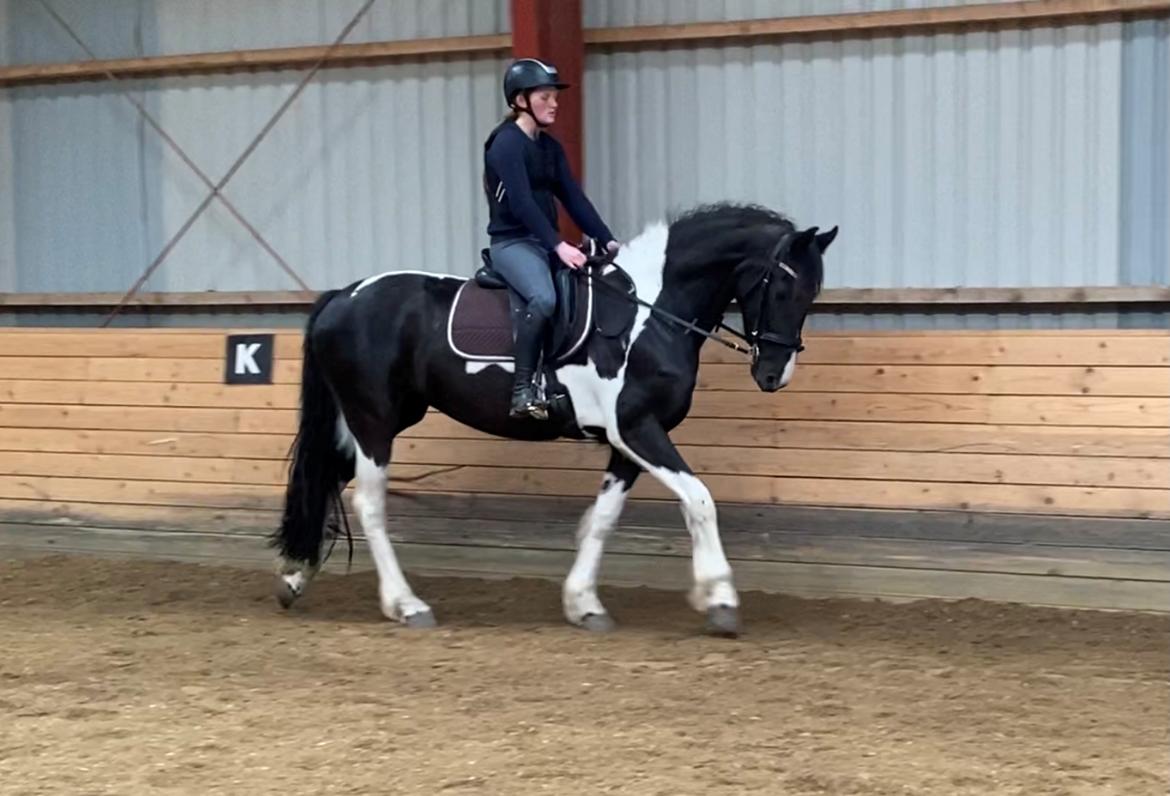 Barockpinto Tineke fan Stald Barok billede 3