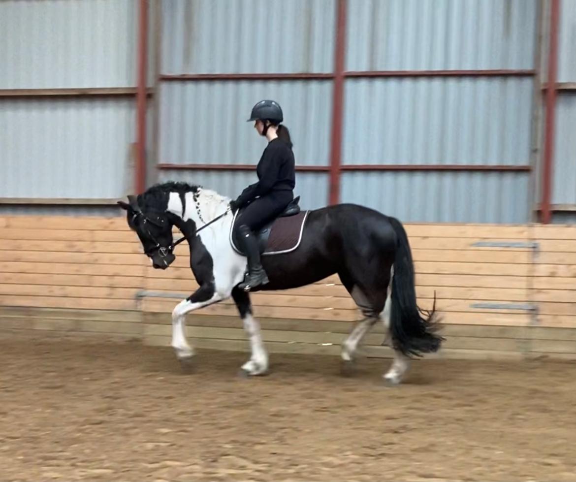 Barockpinto Tineke fan Stald Barok billede 6