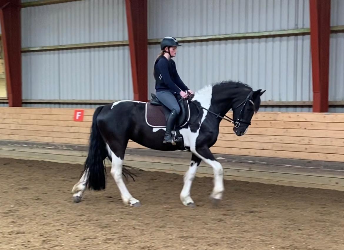 Barockpinto Tineke fan Stald Barok billede 4