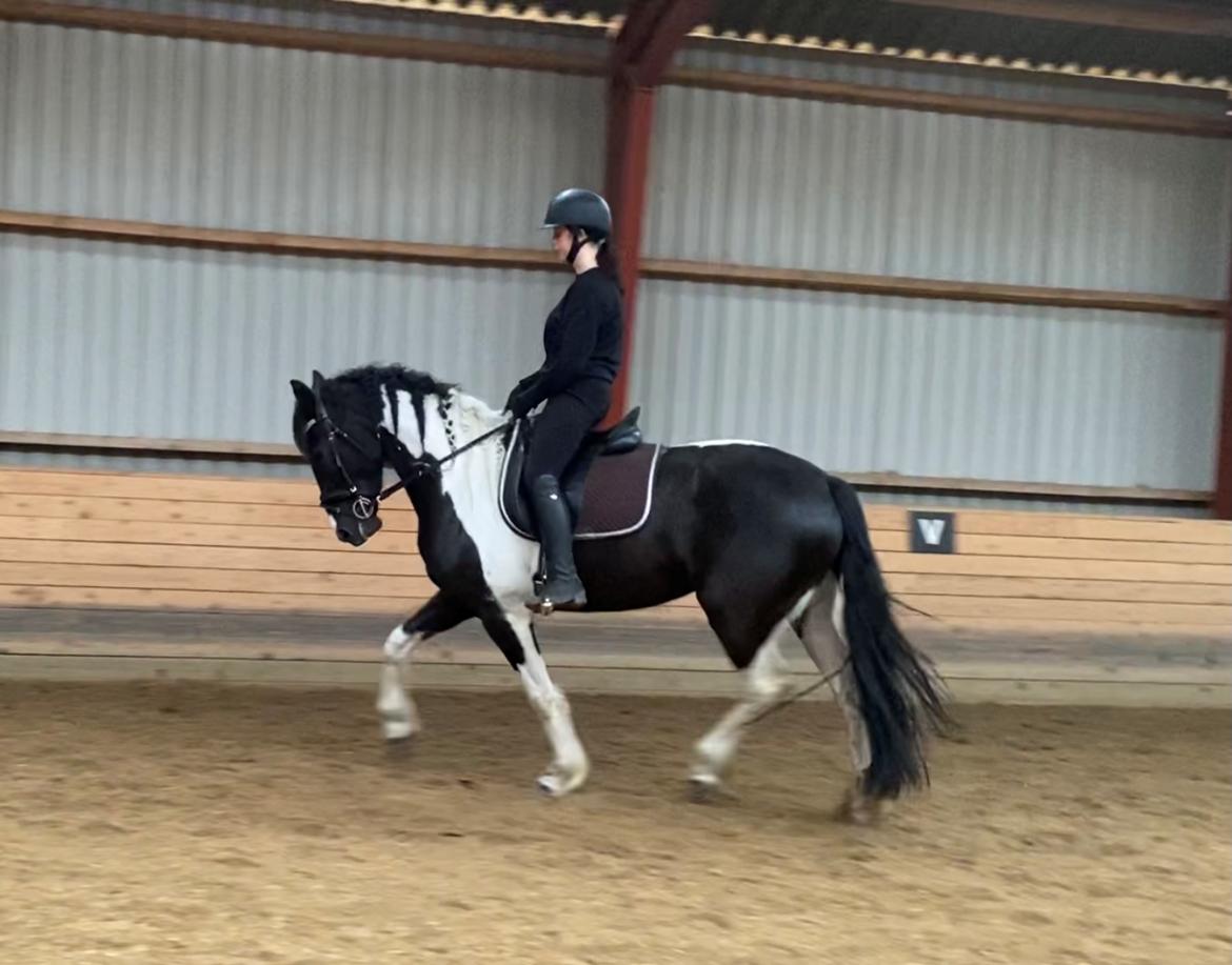 Barockpinto Tineke fan Stald Barok billede 5