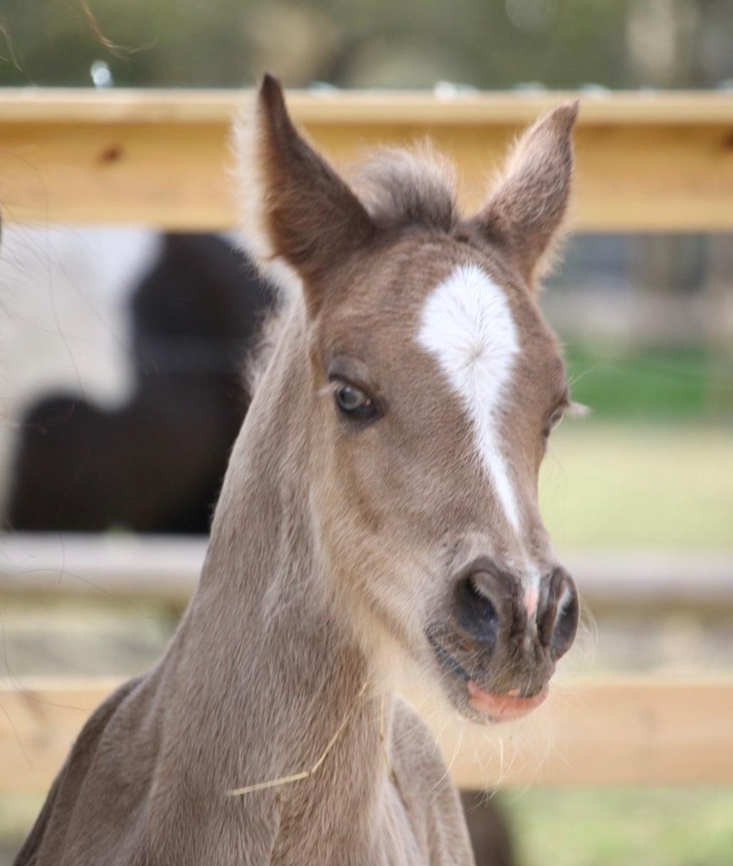 Welsh Cob (sec D) Rhosynfryd Touch Of Jac billede 5