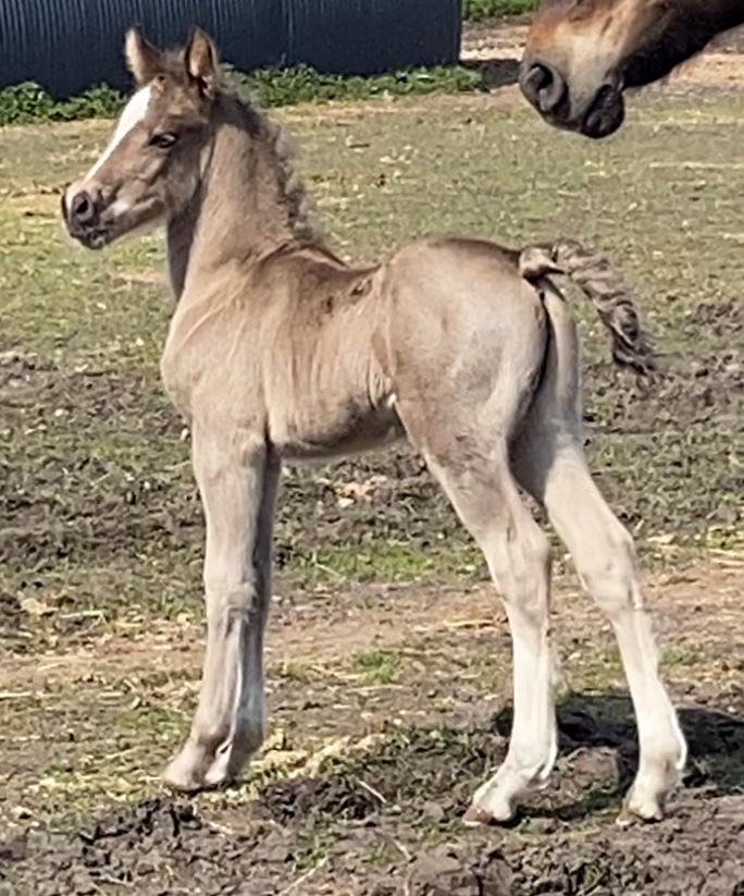 Welsh Cob (sec D) Rhosynfryd Touch Of Jac billede 6