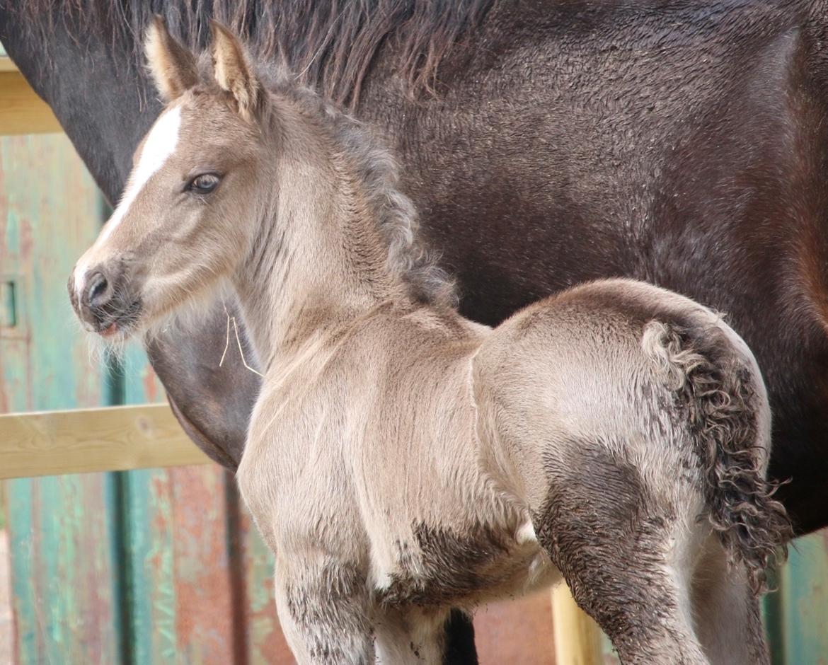 Welsh Cob (sec D) Rhosynfryd Touch Of Jac billede 4