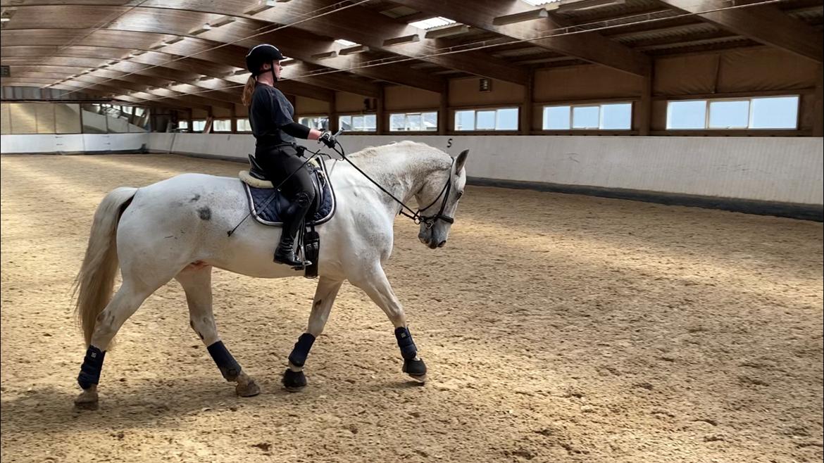 Hollandsk Varmblod Santana - Undervisning v. Søren Vallentin - maj '21 billede 20