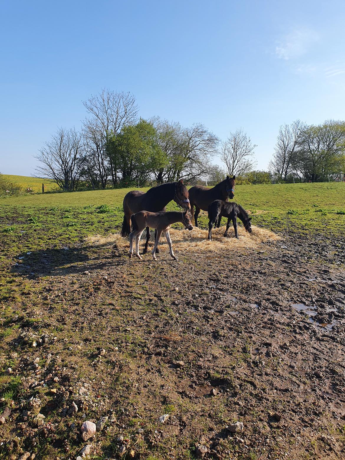 New Forest Harbogaards Wow Its Wiggo billede 16